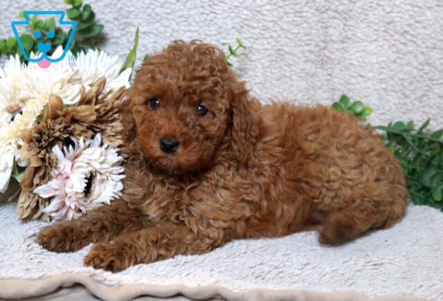Apricot Mini Poodle puppy lying on a soft neutral blanket beside cream-colored flowers and greenery, showcasing a curly coat and gentle expression. image