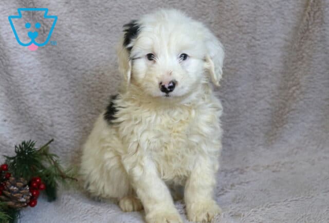 Santa Poodle Mix image