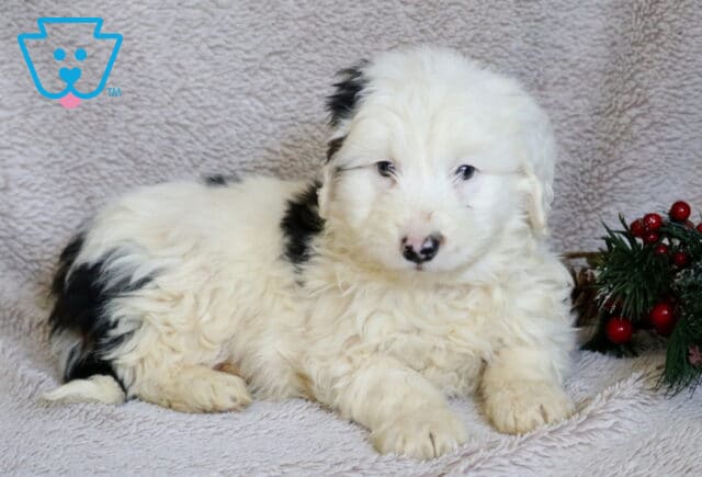 Santa Poodle Mix2 image