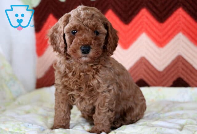 Sara Mini Poodle image