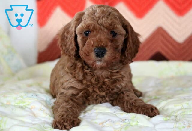 Sara Mini Poodle2 image