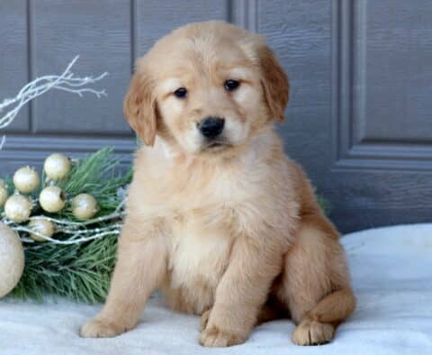 Sassy Golden Retriever