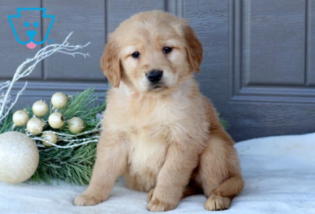 Sassy Golden Retriever image