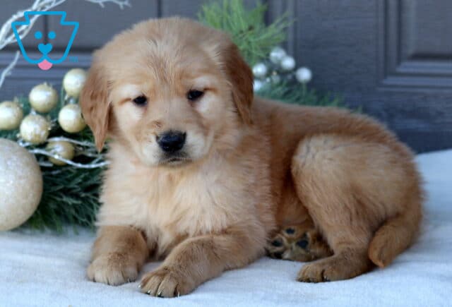 Sassy Golden Retriever2 image