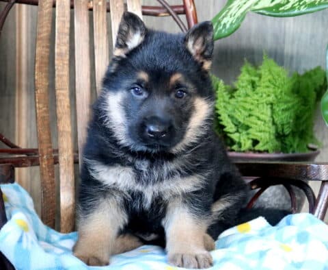 Scamper German Shepherd