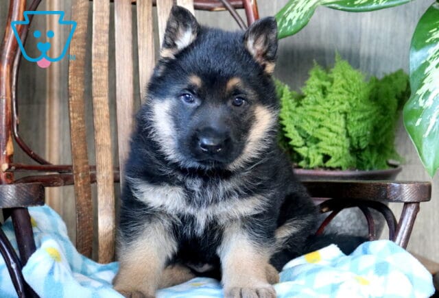 Scamper German Shepherd image