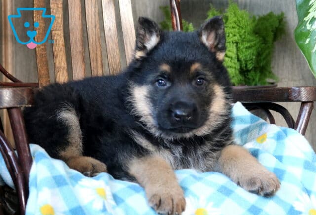 Scamper German Shepherd2 image