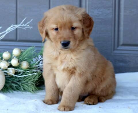 Scoobie Golden Retriever