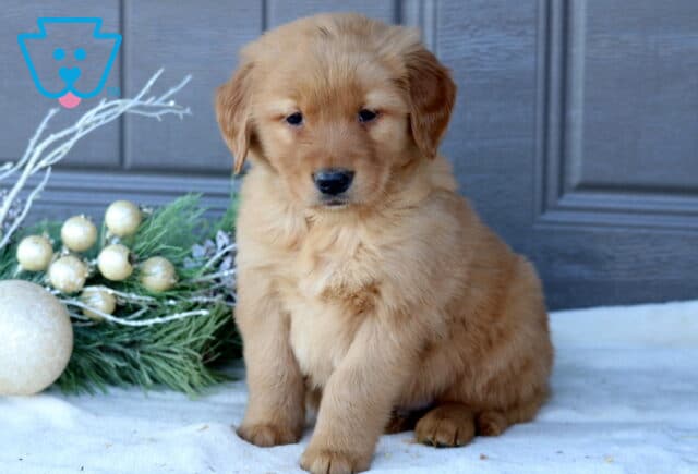 Scoobie Golden Retriever image
