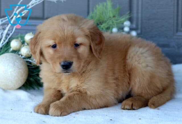 Scoobie Golden Retriever2 image