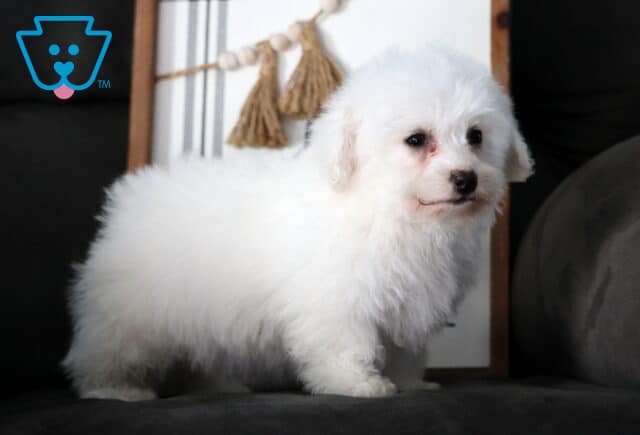 Fluffy white Bichon Frise puppy standing on a dark couch, showing a soft curly coat, round dark eyes, and a sweet side profile with cozy indoor décor in the background. image