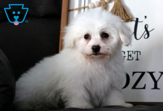 Fluffy white Bichon Frise puppy sitting on a dark couch, featuring a soft curly coat, bright dark eyes, and a sweet expression with cozy farmhouse-style décor in the background. image