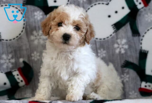 Fluffy cream and white Bichpoo puppy sitting on a snowman-patterned blanket, with curly fur and a gentle, curious expression. image