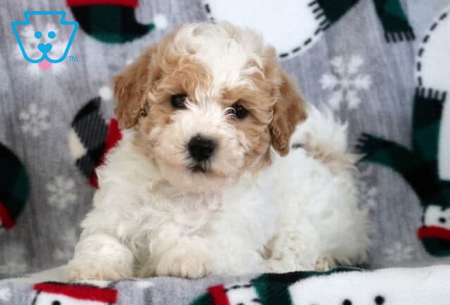 Adorable white and tan Bichpoo puppy lying on a snowman-themed blanket, with soft curly fur and dark, expressive eyes. image