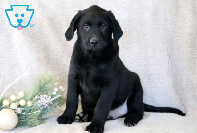 Scotty Goldador image