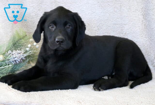 Scotty Goldador2 image