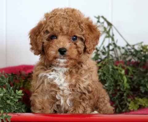 Scout Cavapoo