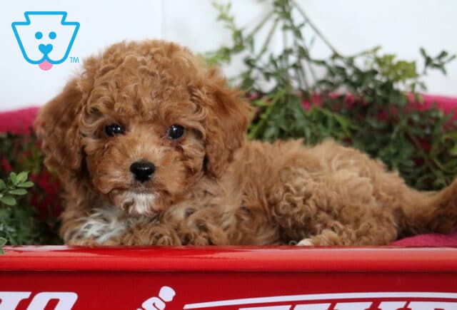 Scout Cavapoo2 image
