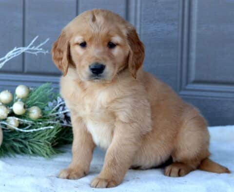 Scout Golden Retriever