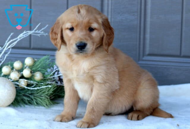 Scout Golden Retriever image