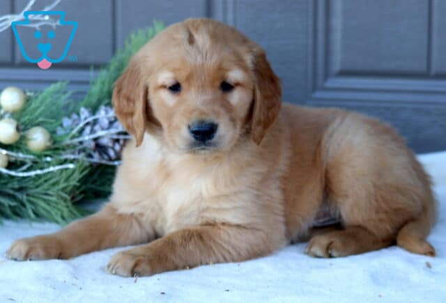 Scout Golden Retriever2 image