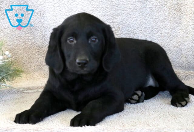 Seth Goldador2 image