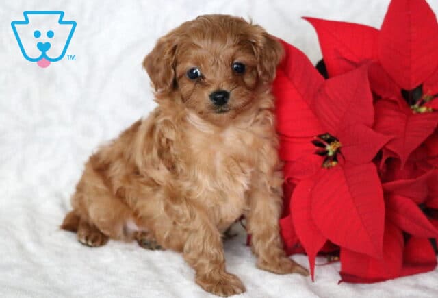 Apricot Cavapoo puppy sitting on a white blanket beside a red poinsettia plant, featuring a soft curly coat, floppy ears, and bright dark eyes in a festive holiday photo setting. image