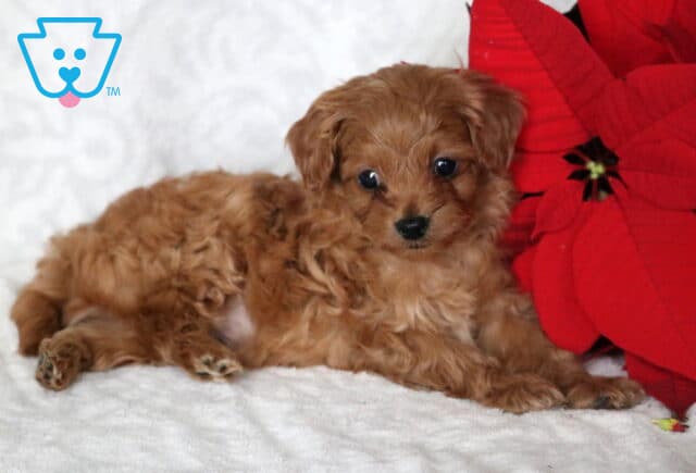 Apricot Cavapoo puppy lying on a white blanket next to a red poinsettia, showing a fluffy curly coat, floppy ears, and sweet dark eyes in a cozy holiday photo setting. image