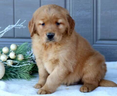 Shadow Golden Retriever