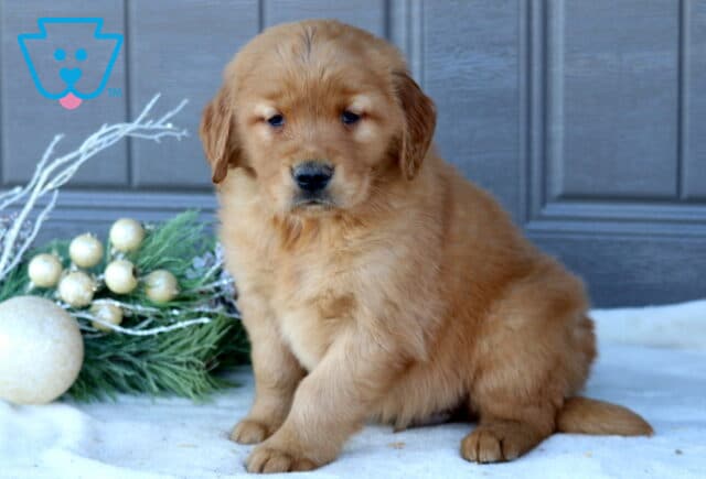 Shadow Golden Retriever image