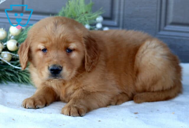 Shadow Golden Retriever2 image