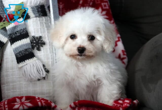 Fluffy white Bichon Frise puppy sitting on a couch with festive winter pillows and a red blanket, featuring a soft curly coat, dark round eyes, and a sweet expression. image