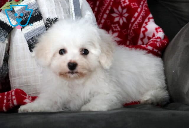 White Bichon Frise puppy lying on a dark couch beside festive red and white winter pillows, showing a fluffy curly coat, bright dark eyes, and a calm, cozy expression. image
