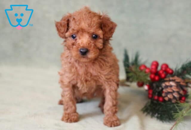 Sid Toy Poodle image