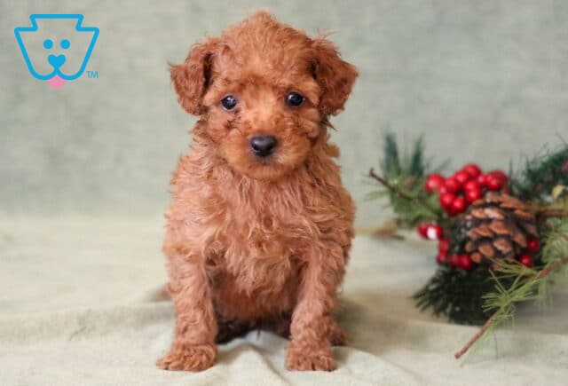 Sid Toy Poodle2 image