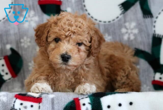 Fluffy tan Bichpoo puppy with curly fur lying on a festive snowman blanket, looking sweetly at the camera indoors. image