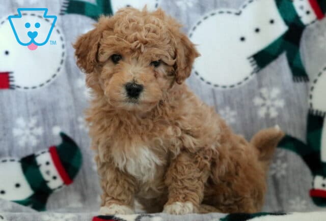 Curly tan Bichpoo puppy sitting on a winter snowman blanket, showing a fluffy coat and sweet expression.I’m image