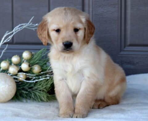 Skippy Golden Retriever