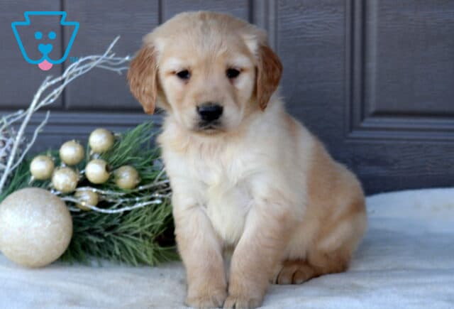Skippy Golden Retriever image