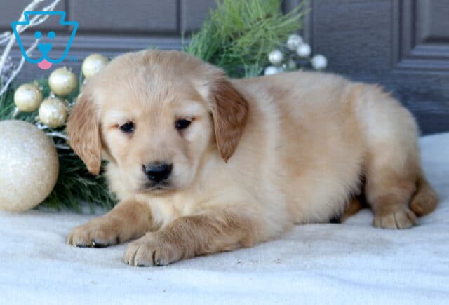 Skippy Golden Retriever2 image