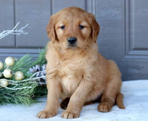Skittles Golden Retriever