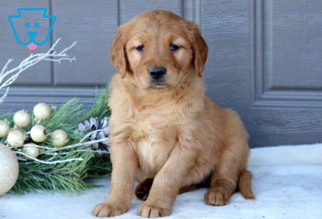 Skittles Golden Retriever image