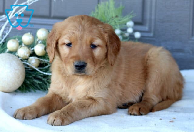 Skittles Golden Retriever2 image