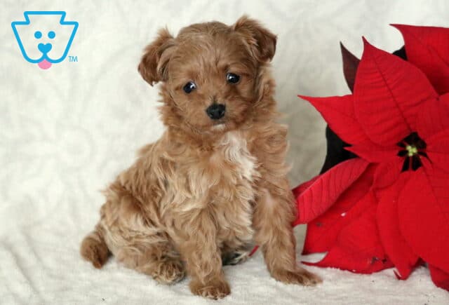 Apricot Cavapoo puppy sitting on a soft white blanket next to bright red poinsettia flowers, featuring a fluffy wavy coat, dark expressive eyes, and a small white chest marking in a festive holiday setting. image
