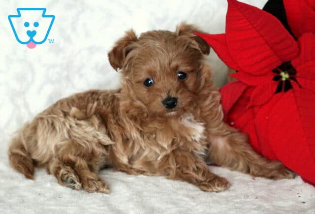 Fluffy apricot Cavapoo puppy lying on a plush white blanket beside red poinsettia flowers, showcasing a wavy teddy-bear coat, dark round eyes, and a small white patch on the chest in a cozy holiday setup. image