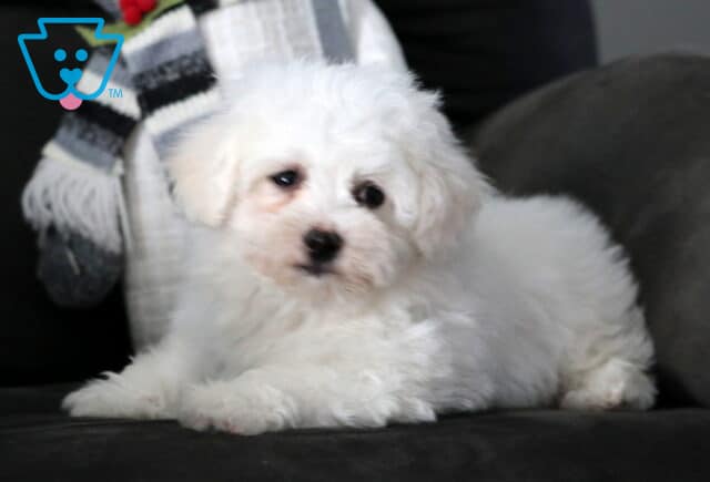 White Bichon Frise puppy lying on a dark couch, showing soft fluffy fur, round dark eyes, and a gentle expression, with a cozy scarf and blanket behind it. image