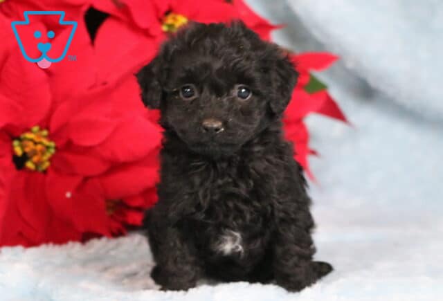 Slinky Havapoo image