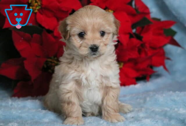 Slippers Havapoo image