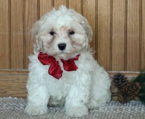Snicker Cavachon