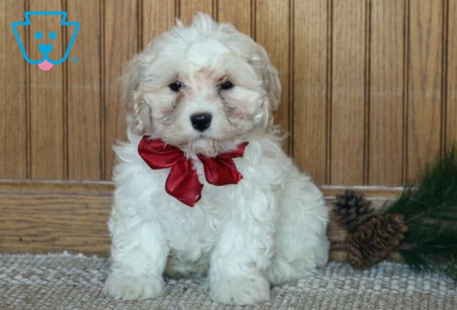 Snicker Cavachon image